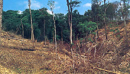 deforestacion_1.jpg